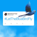 Elon Musk, Donate The Blue Bird to us - World Parrot Trust sings