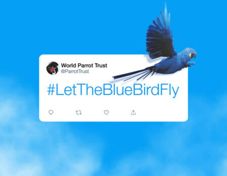 Elon Musk, Donate The Blue Bird to us - World Parrot Trust sings