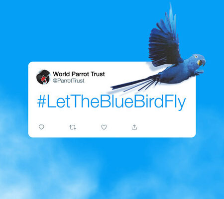 Elon Musk, Donate The Blue Bird to us - World Parrot Trust sings